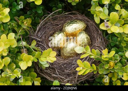 Nido con uova di cioccolato avvolte in carta dorata per Pasqua Foto Stock