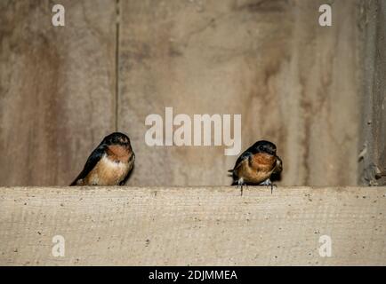 Weston, Missouri.  Barn Swallow, Hirundo rustica. A pair of Barn Swallows sitting on a ledge in a barn. Foto Stock