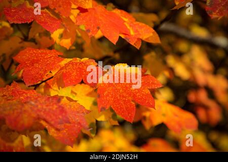 WA18735-00...WASHINGTON - un acero di vite in colori autunnali al Lake Wenatchee state Park. Foto Stock