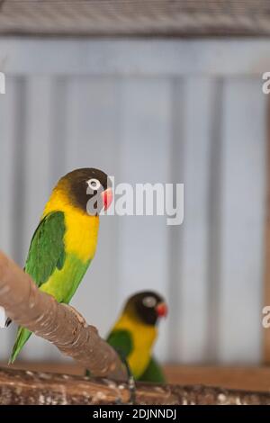 Lovebird mascherato di fronte a un lovebird fuori fuoco. Due animali in giallo, verde, rosso e nero. Foto Stock