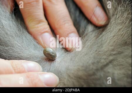 Primo piano di zecca succhiare sangue sulla pelle del cane. Foto Stock