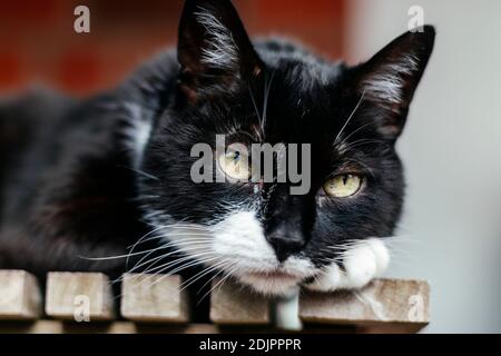 Bianco e nero gatto domestico Foto Stock