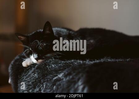 Bianco e nero gatto domestico Foto Stock