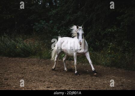 Arab mare, primo piano Foto Stock