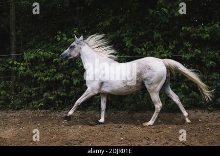 Arab mare, primo piano Foto Stock