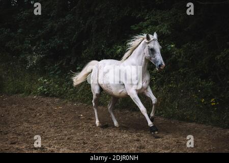 Arab mare, primo piano Foto Stock