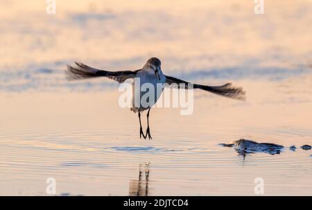 Western Sandpiper (Calidris mauri) facendo il riscaldamento del mattino, stretching e salto vicino alla costa dell'oceano, Galveston, Texas, Stati Uniti Foto Stock