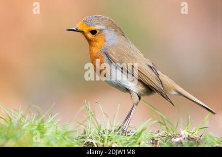 Rapina europea, (Erithacus rufecula), appollaiata nel prato contro uno sfondo ocra fuori fuoco. Spagna Foto Stock