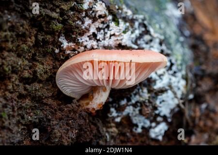 Funghi Rhodotus palmatus che crescono sul tronco di un albero morto. Vista laterale. Spagna. Foto Stock