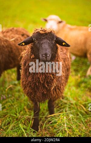 Lana marrone, nero-di fronte pecore al pascolo su un prato in una mandria. Agriturismo con concetto di pecore. Vista dettagliata degli animali Foto Stock