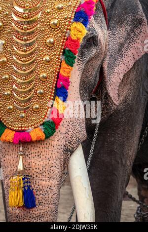 Elefante decorato al festival tempio da vicino in Kerala, India Foto Stock