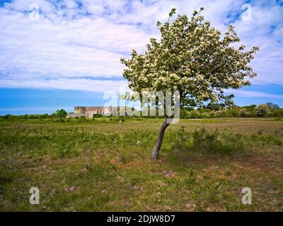 Europa, Svezia, Smaland, isola di Öland, rovine del castello di Borgholm, alberi di cenere di montagna in fiore Foto Stock