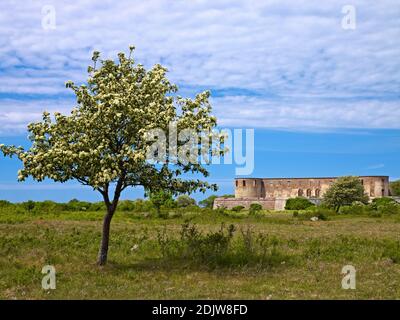 Europa, Svezia, Smaland, isola di Öland, rovine del castello di Borgholm, alberi di cenere di montagna in fiore Foto Stock