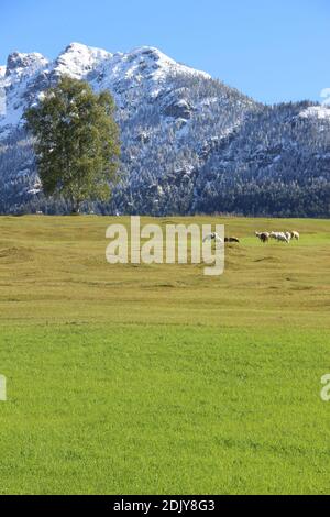 Gregge di pecore nei prati umpback vicino a Mittenwald, Karwendel Mountains Foto Stock