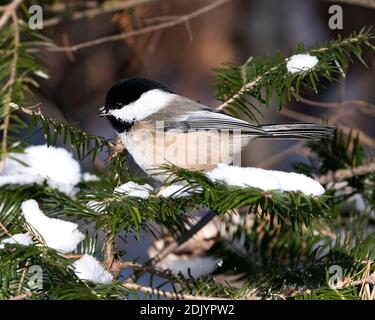 Chickadee primo piano profilo vista su un ramo di abeti con neve e sfondo sfocato nel suo ambiente e habitat, con piumaggio grigio piuma. Foto Stock