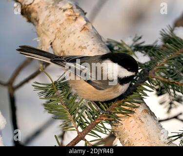 Chickadee primo piano profilo vista su un ramo di abeti con neve e sfondo sfocato nel suo ambiente e habitat, con piumaggio grigio piuma. Foto Stock