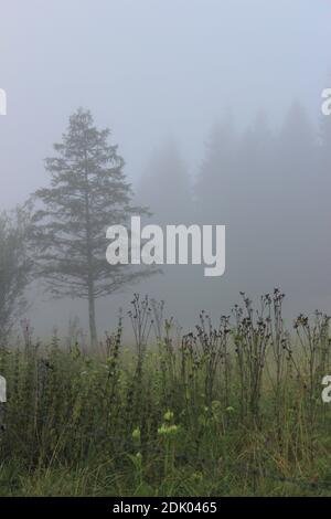 Albero di umore foggy a Ferchensee, mistico Foto Stock