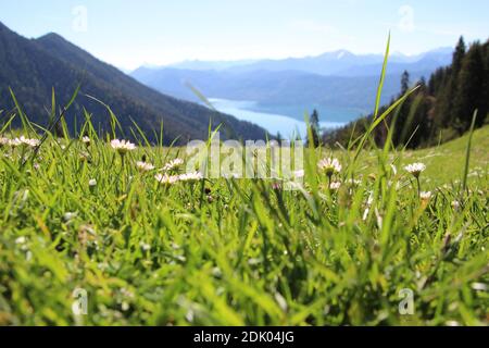 Flower meadow with daisies on the way to Heimgarten, Walchensee Stock Photo