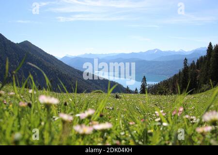 Flower meadow with daisies on the way to Heimgarten, Walchensee Stock Photo