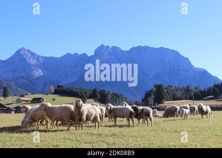 Gregge di ovini di fronte ai Monti Karwendel, Germania, Baviera, Werdenfels, Mittenwald, Foto Stock