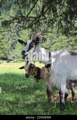 Capra con giovane animale, prato di montagna, gregge di caprini, pascoli, bordo di foresta, Germania, Baviera, alta Baviera, Foto Stock