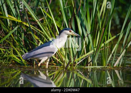 Bird pesca nel lago Foto Stock