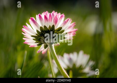 Un primo piano di un fiore a margherita con bordi rosa in un campo Foto Stock