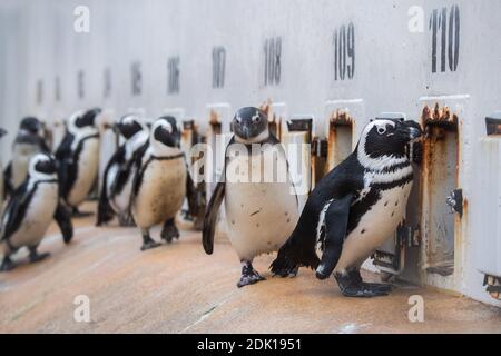 Hannover, Germania. 10 dicembre 2020. I pinguini si addentrano nello zoo di Hannover. Lo Zoo di Hannover ha creato nuove sponsorizzazioni di donazioni, anche per mantenere il contatto con i visitatori. Ma le sponsorizzazioni animali aiutano i giardini zoologici attraverso la crisi di Corona? Credit: Julian Stratenschulte/dpa/Alamy Live News Foto Stock