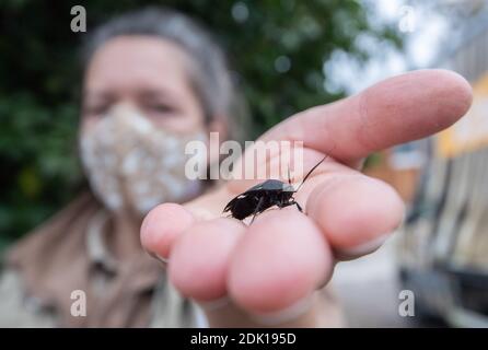 Hannover, Germania. 10 dicembre 2020. Un allevatore di animali mostra uno scarafaggio domino allo Zoo di Hannover. Lo Zoo di Hannover ha creato nuove sponsorizzazioni di donazioni, anche per mantenere il contatto con i visitatori. Ma le sponsorizzazioni animali aiutano i giardini zoologici attraverso la crisi di Corona? Credit: Julian Stratenschulte/dpa/Alamy Live News Foto Stock