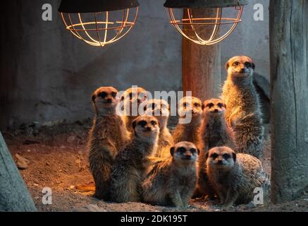 Hanover, Germany. 10th Dec, 2020. Meerkats stand under a heat lamp at Hannover Zoo. Hannover Zoo has created new donation sponsorships, also to keep in touch with visitors. But do animal sponsorships help the zoos through the Corona crisis? Credit: Julian Stratenschulte/dpa/Alamy Live News Stock Photo