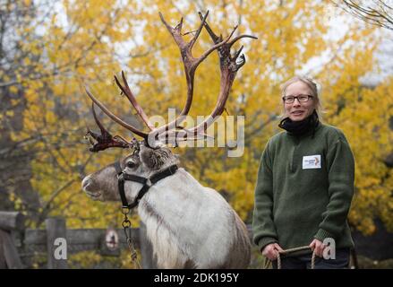 Hannover, Germania. 10 dicembre 2020. Il guardiano Jasmin Batzdorfer è in piedi con le renne Ari allo Zoo di Hannover. Lo Zoo di Hannover ha creato nuove sponsorizzazioni di donazioni, anche per mantenere il contatto con i visitatori. Ma le sponsorizzazioni animali aiutano i giardini zoologici attraverso la crisi di Corona? Credit: Julian Stratenschulte/dpa/Alamy Live News Foto Stock