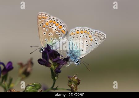 Dente blu europeo, Polyommatus icarus, blu comune, farfalla, erba medica, Medicago sativa, accoppiamento blu, accoppiamento farfalla Foto Stock