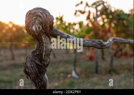 Vigneto nella luce della sera, vite ardita, primo piano, dettaglio Foto Stock