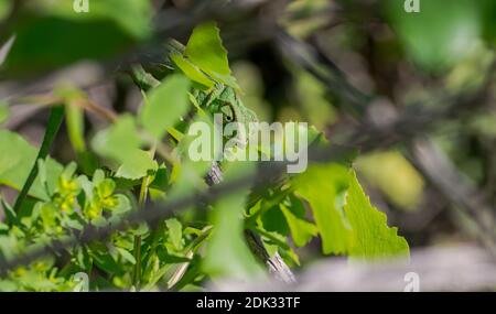 A well camouflaged Mediterranean Chameleon (Chamaeleo chamaeleon) peeking from behind some leaves. Maltese Islands, Malta Stock Photo