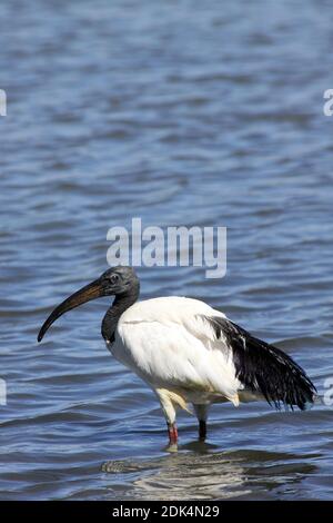 African Sacred Ibis Threskiornis aethiopicus Lake Ziway, Etiopia Foto Stock