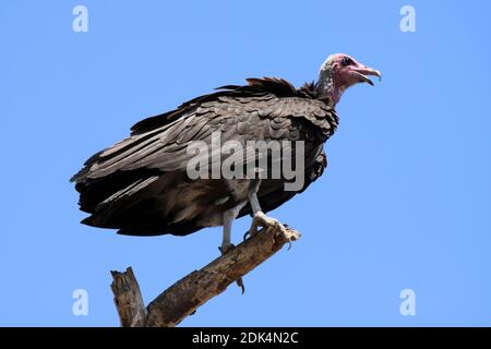 Hooded Vulture (Necrosyrtes monachus) in Etiopia Foto Stock