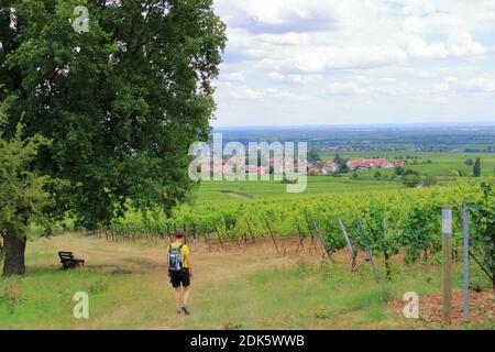 Vista dai vigneti intorno ai villaggi rhodt unter rietburg, Hainfeld, Burrweiler, Weyher, Edenkoben, Edesheim sulla strada del vino tedesco nei palati Foto Stock