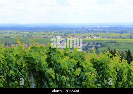 Vista dai vigneti intorno ai villaggi rhodt unter rietburg, Hainfeld, Burrweiler, Weyher, Edenkoben, Edesheim sulla strada del vino tedesco nei palati Foto Stock