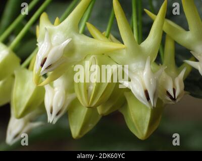 Un fuoco selettivo della pianta multiflora di Hoya Foto Stock