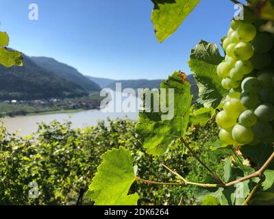 Spitz an der Donau, uva, vista dal Tausendimerberg sul Danubio, Wachau, bassa Austria Foto Stock
