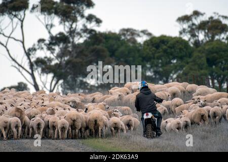 Agricoltura australiana, pecore affogate Foto Stock