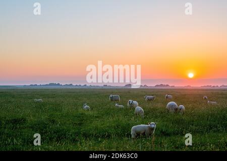 Germania, Schleswig-Holstein, Nordseeküste. Nordfriesland, Halbinsel Eiderstedt. Westerhever, Schweider im Sonnenaufgang auf der Weide Foto Stock