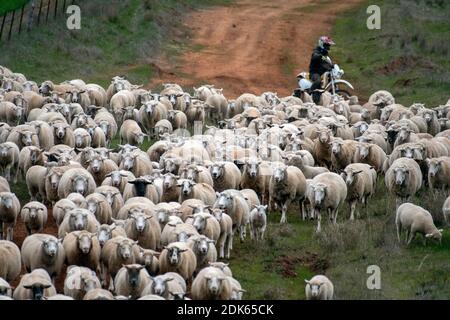 Pecore che guidano in moto sulla strada australiana Foto Stock