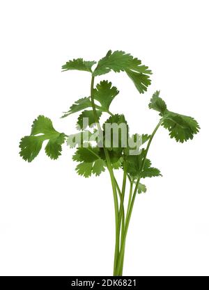 Il coriandolo coriandrum sativum contro uno sfondo bianco Foto Stock