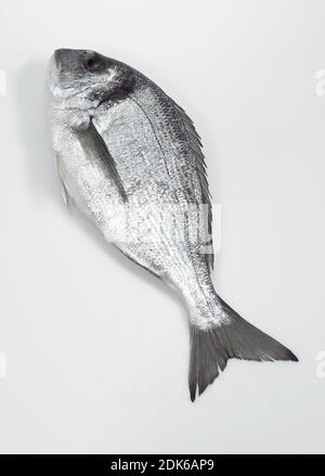 Orata di Gilthed, sparus auratus, Pesce fresco su sfondo bianco Foto Stock