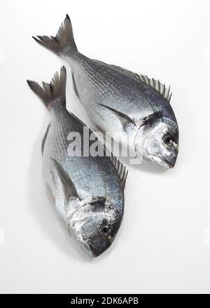 Orata di Gilthed, sparus auratus, Pesce fresco su sfondo bianco Foto Stock