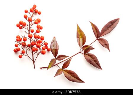 Nandina domestica isolata su sfondo bianco. Bambù celeste con belle bacche rosse e foglie. Vista dall'alto Foto Stock