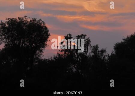 La natura colorata complessione Vista in serata dopo il tramonto con giungla densa e alberi Foto Stock