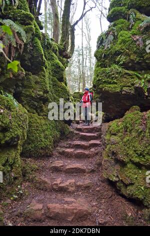 Puzzlewood in inverno, con neve a terra. Coleford nella Foresta di Dean, Gloucestershire, Inghilterra, Regno Unito Foto Stock