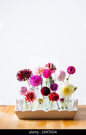 Le belle dahlias per decorare la camera in un vintage stile Foto Stock